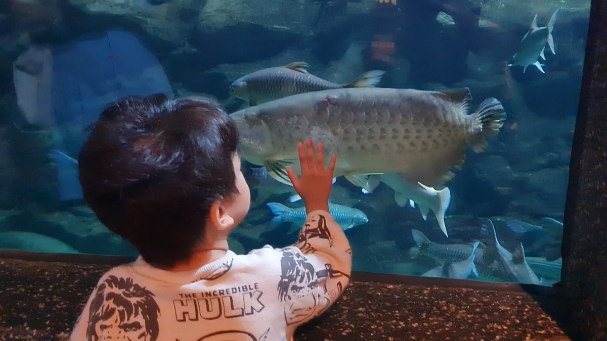 预编26日见报（大都会）半岛心旅游——双峰塔水族馆