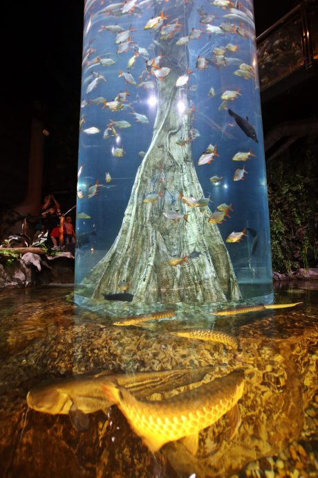 預編26日見報（大都會）半島心旅遊——雙峰塔水族館