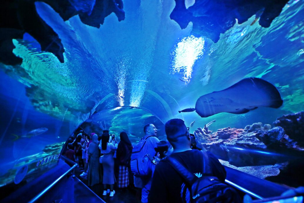 预编26日见报（大都会）半岛心旅游——双峰塔水族馆