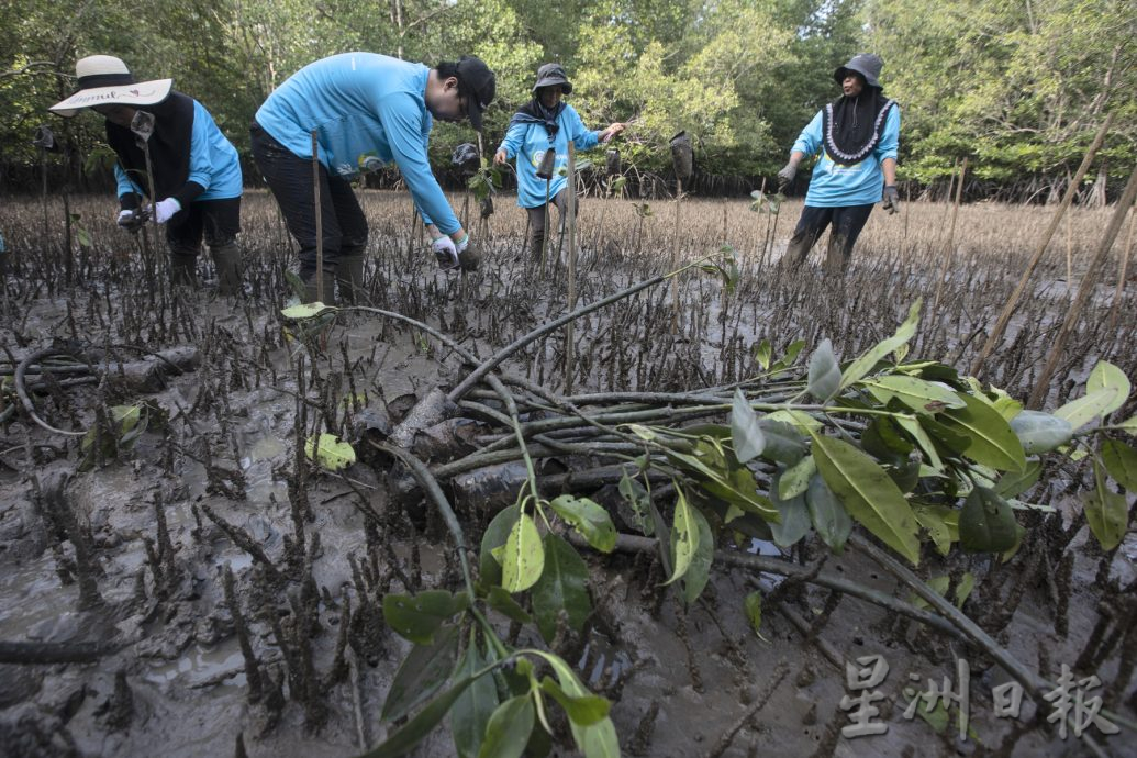 廢棄蝦場種植300株紅樹林幼苗