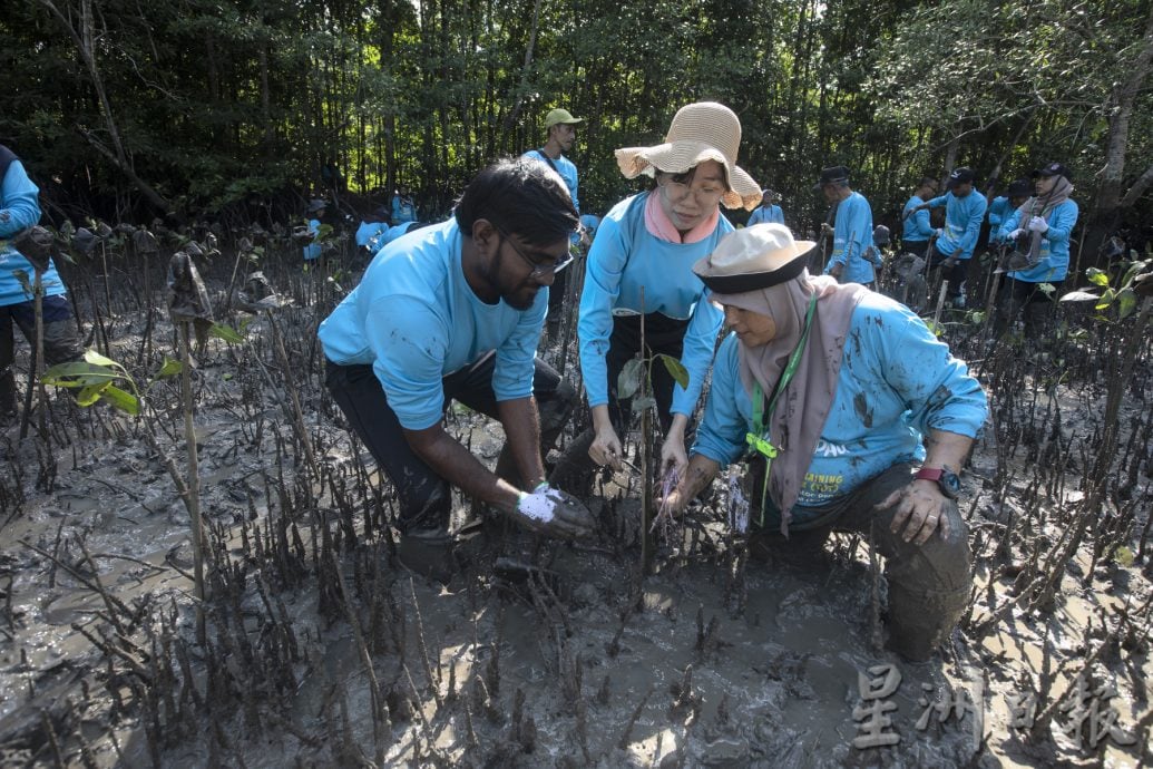 废弃虾场种植300株红树林幼苗