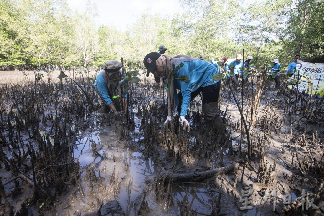 废弃虾场种植300株红树林幼苗