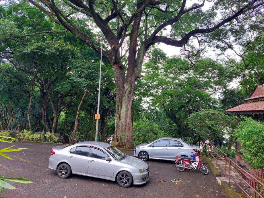 （古城第6版主文）圣约翰山大树已修砍