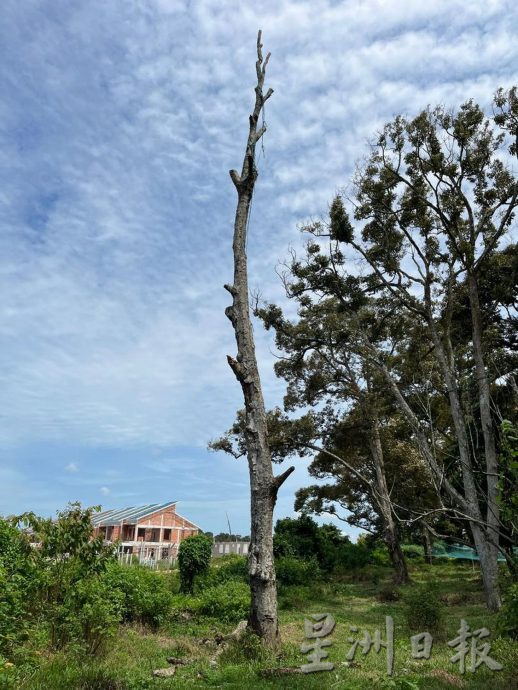 （古城第三版主文）疑工地造成榴梿园淹水，淹死数棵果树