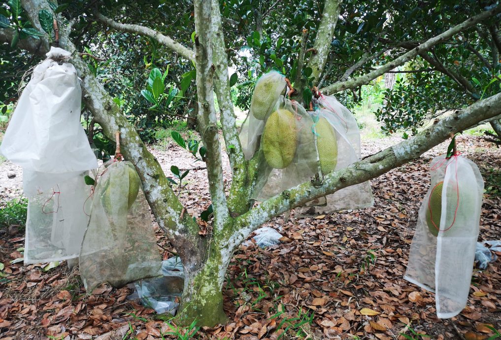 （古城第二版主文）“水果賊”橫行阿依沙叻新村 