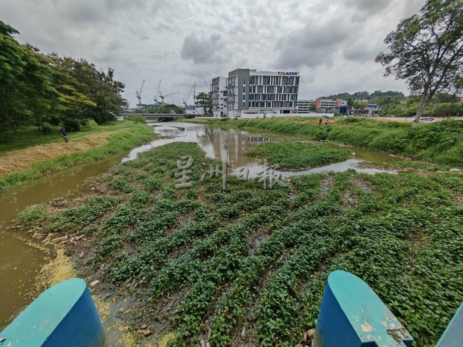 （古城第二版主文）水闸门堆满水生植物，市议员呼吁除了定期清理也应不时检查河面