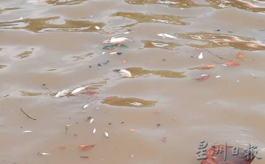 （古城第二版主文）甘榜遮迪蓄水池大約前兩個星期出現大量死魚