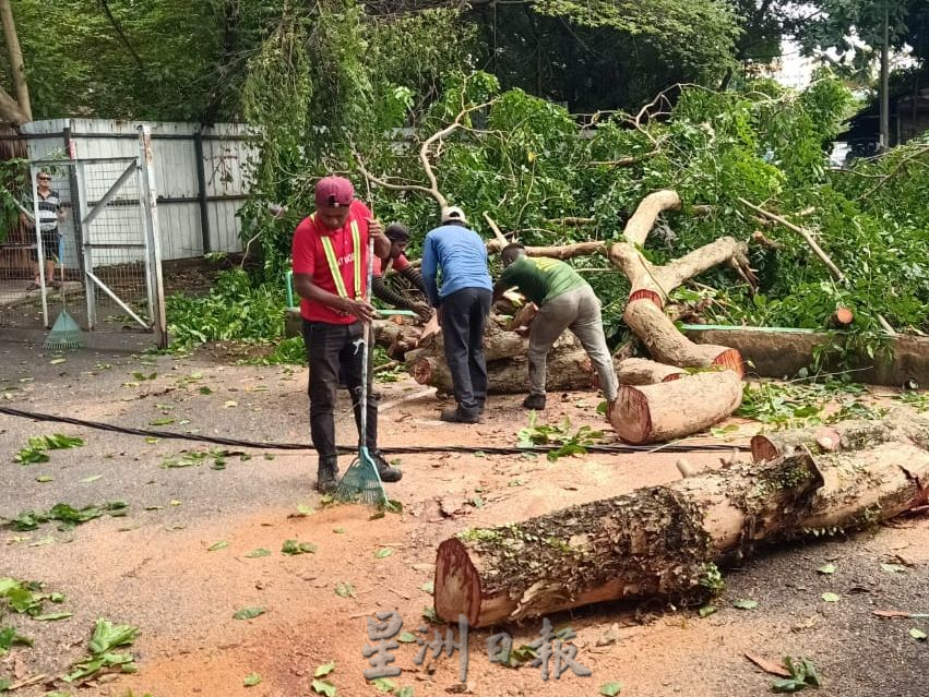 （古城）三宝井百年老树的树杆凌晨风雨中断裂，阻挡去路