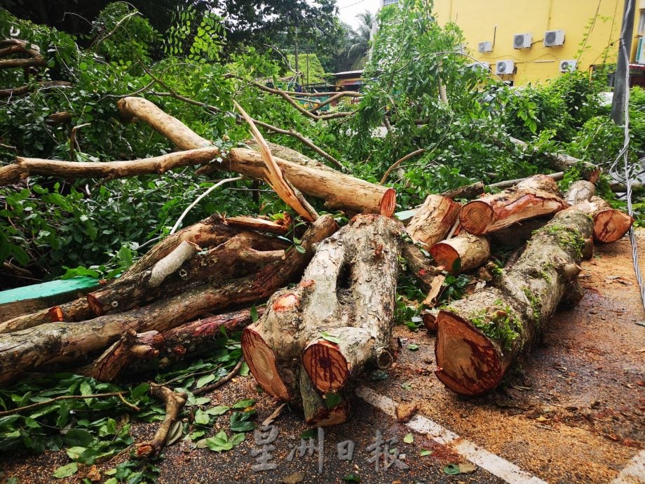 （古城）三宝井百年老树的树杆凌晨风雨中断裂，阻挡去路