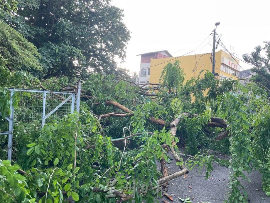 （古城）三宝井百年老树的树杆凌晨风雨中断裂，阻挡去路