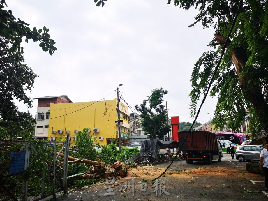 （古城）三宝井百年老树的树杆凌晨风雨中断裂，阻挡去路