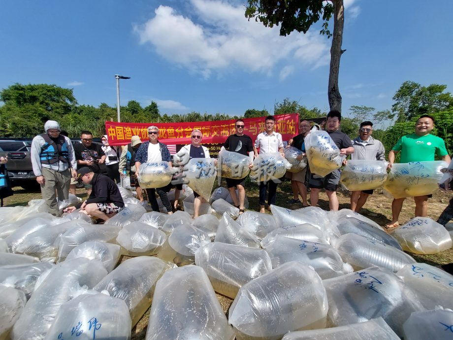 （大北马封面）大马与中国 2龙鱼组织 回放400只金龙鱼入河 为保育献力