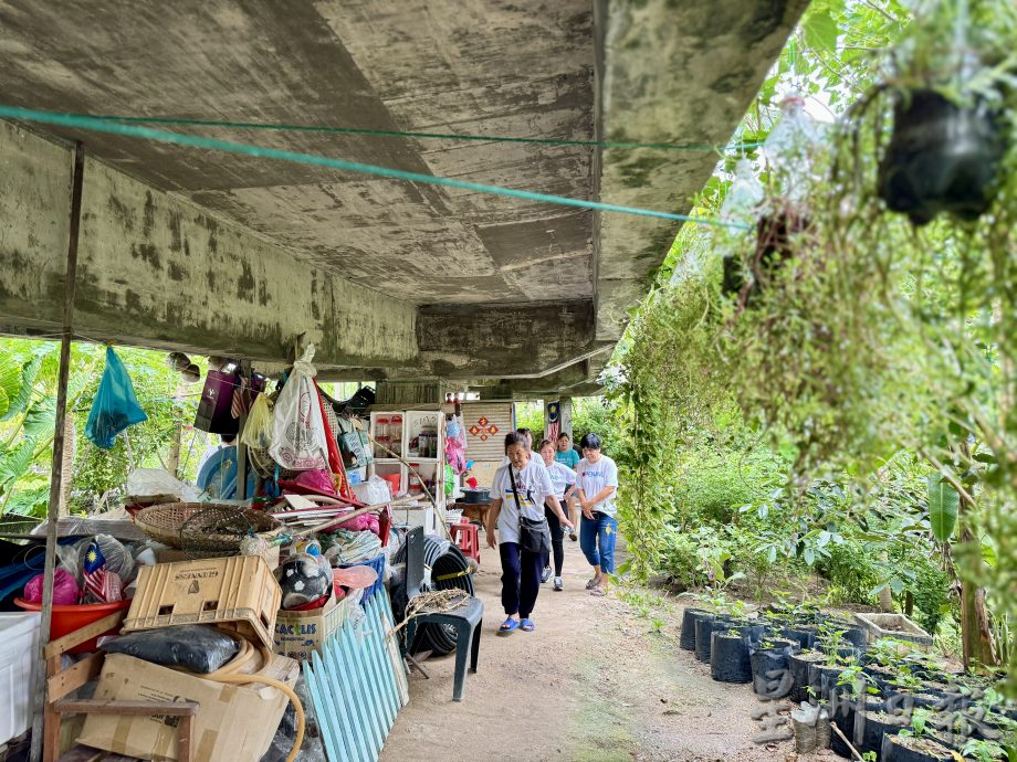 （大北马/绿量）双溪槟榔邻里公园Taman Areca尾端的菜园