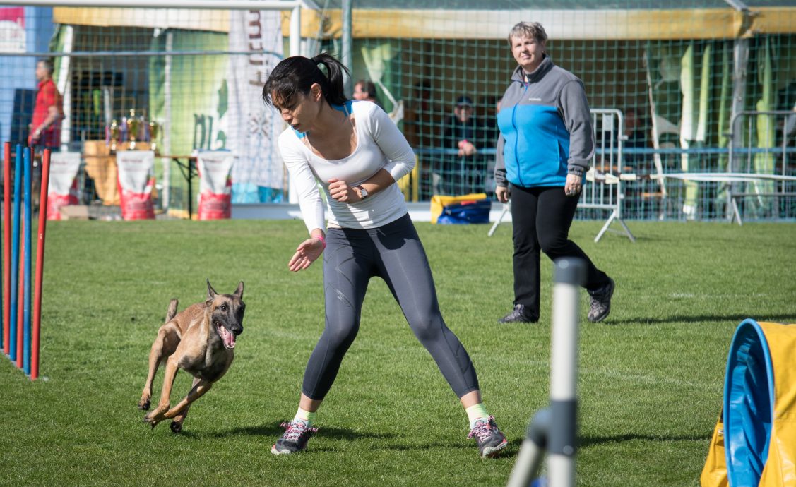 （大北马）敏捷犬训练 狗儿运动健将 人狗最佳拍档