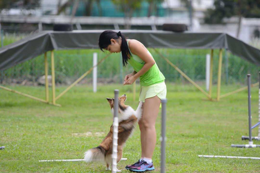 （大北马）敏捷犬训练 狗儿运动健将 人狗最佳拍档