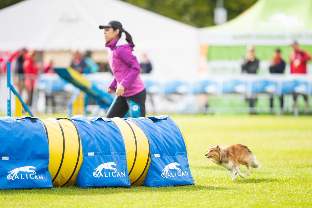 （大北马）敏捷犬训练 狗儿运动健将 人狗最佳拍档