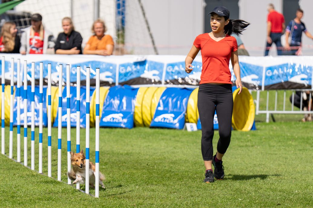 （大北马）敏捷犬训练 狗儿运动健将 人狗最佳拍档