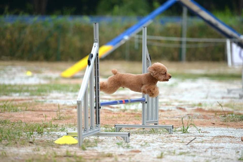 （大北马）敏捷犬训练 狗儿运动健将 人狗最佳拍档