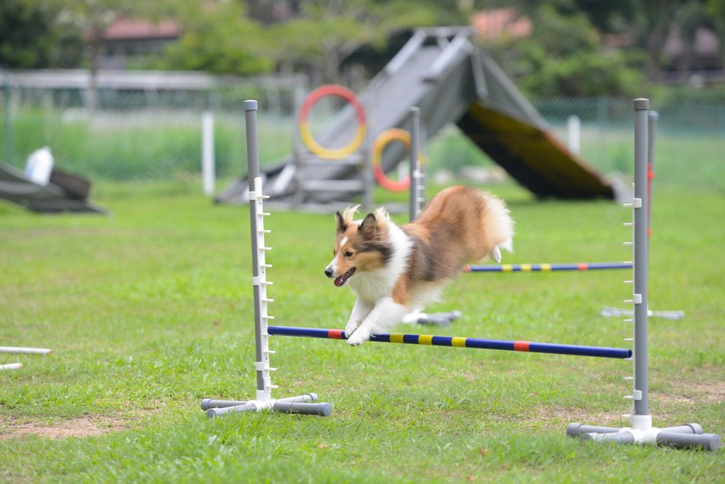 （大北马）敏捷犬训练 狗儿运动健将 人狗最佳拍档