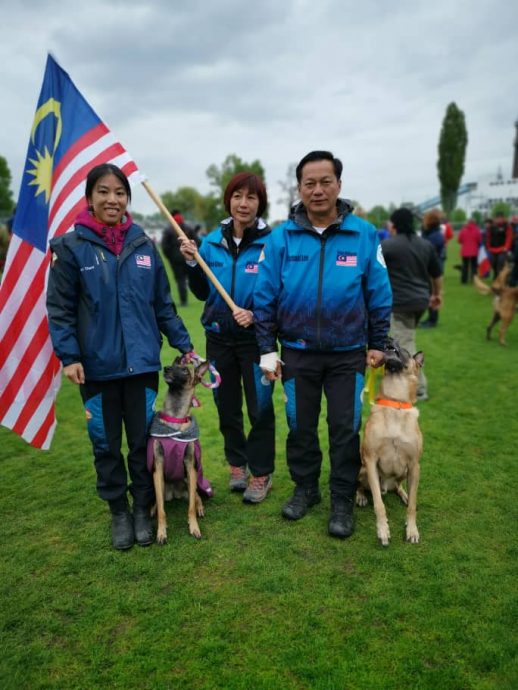 （大北马）敏捷犬训练 狗儿运动健将 人狗最佳拍档