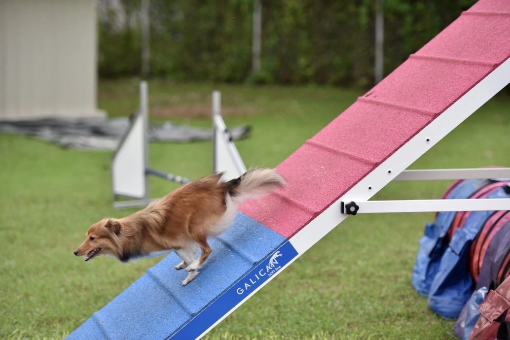 （大北马）敏捷犬训练 狗儿运动健将 人狗最佳拍档