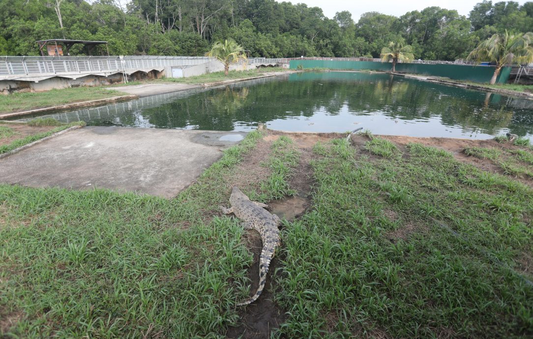 （已簽發）柔：【特稿】餵養鱷魚清洗鱷魚池 近距離接觸不害怕