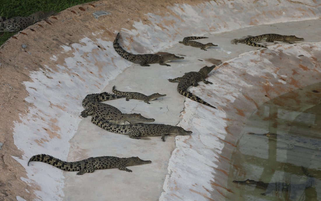 （已簽發）柔：【特稿】餵養鱷魚清洗鱷魚池 近距離接觸不害怕