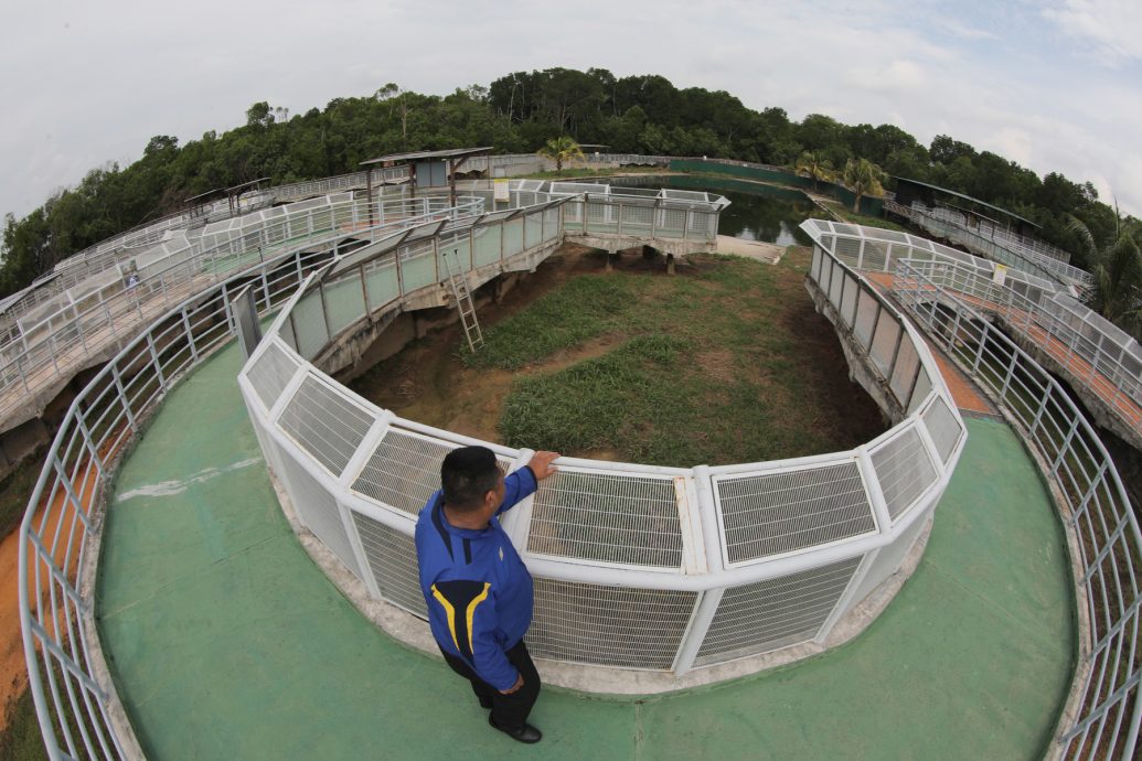 （已簽發）柔：【特稿】餵養鱷魚清洗鱷魚池 近距離接觸不害怕