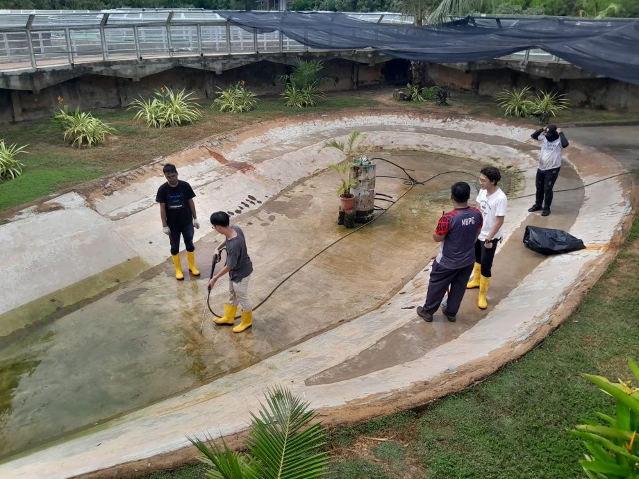 （已簽發）柔：【特稿】餵養鱷魚清洗鱷魚池 近距離接觸不害怕