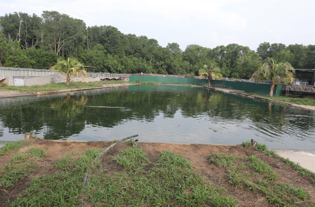 （已簽發）柔：【特稿】餵養鱷魚清洗鱷魚池 近距離接觸不害怕