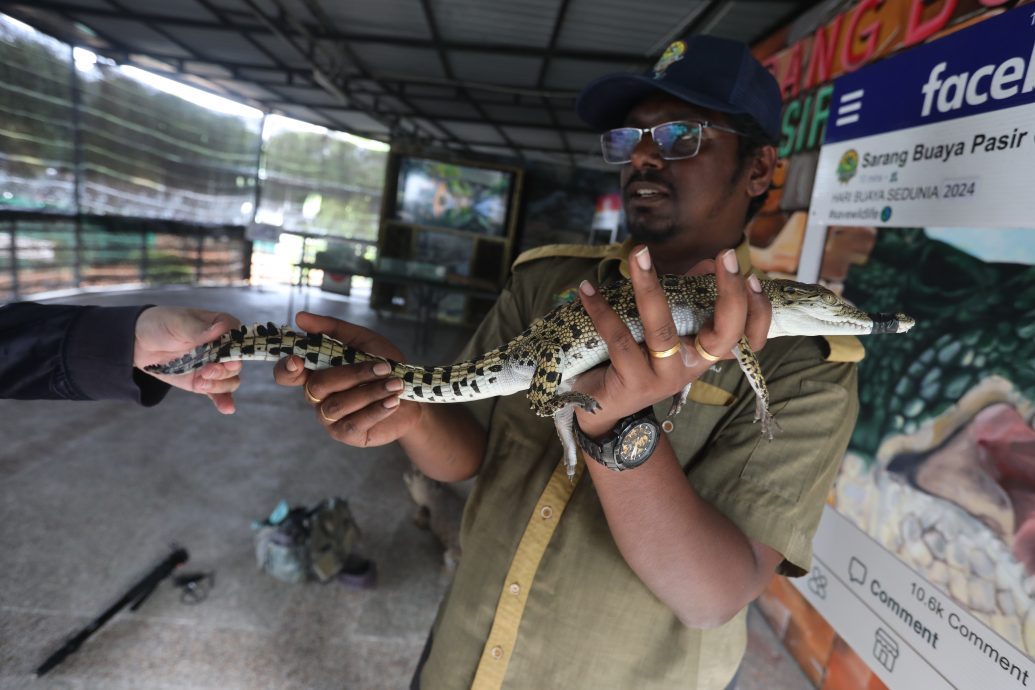 （已簽發）柔：【特稿】餵養鱷魚清洗鱷魚池 近距離接觸不害怕