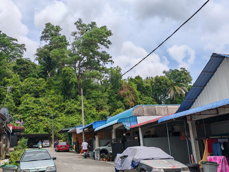 （已签发）柔：民生特工队：峇伏龙山庄山坡“危树”，威胁逾百户居民安全