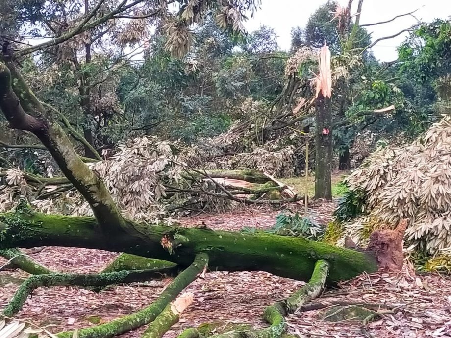 （已簽發）柔：**版二頭**狂風襲東甲新港19支及蓮花村，榴槤樹夷平損失達百萬