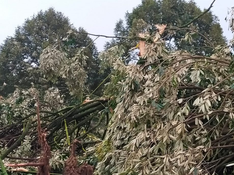 （已簽發）柔：**版二頭**狂風襲東甲新港19支及蓮花村，榴槤樹夷平損失達百萬