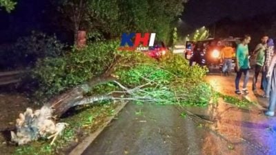 銮狂风暴雨树木倒下 2汽车遭树木砸中