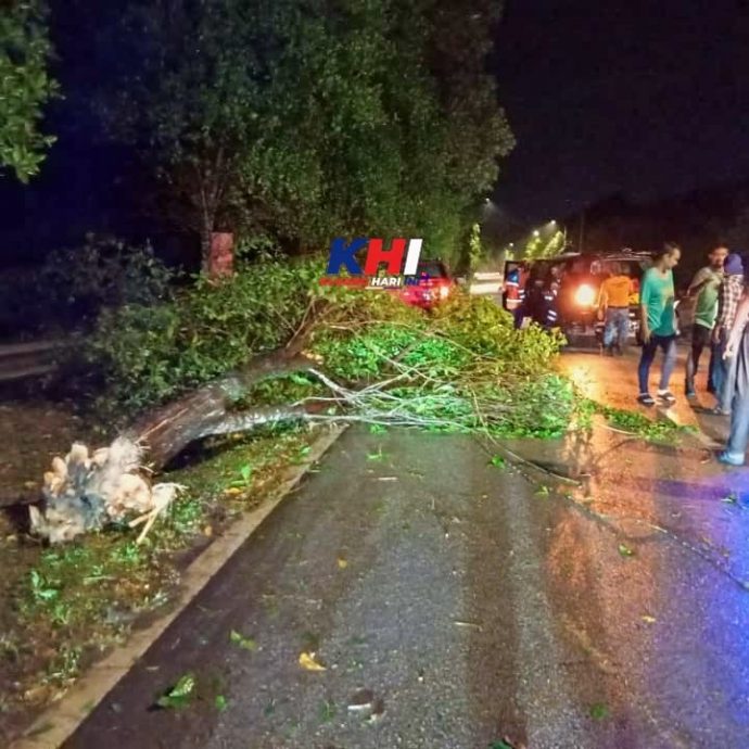 （已簽發）柔：鑾狂風暴雨樹木倒下 2汽車遭樹木砸中