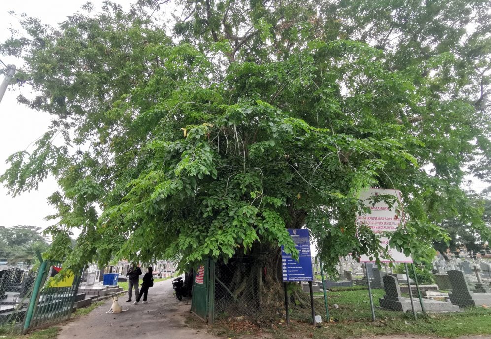 NS芙蓉/小甘密基督墓园树木茂盛蚊虫滋生 市政厅快行动