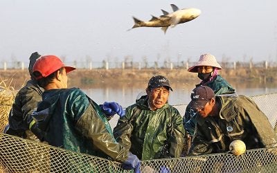 Conservation efforts help revitalise China’s Yangtze river