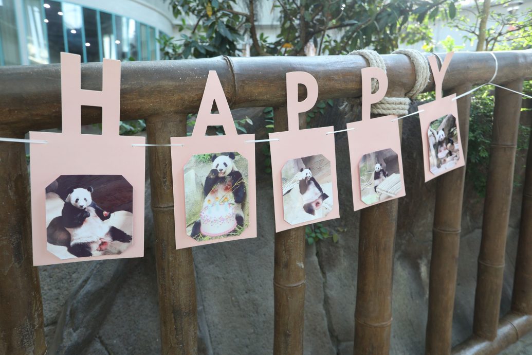 【完整】大熊貓生日：興興靚靚動物園辦生日會