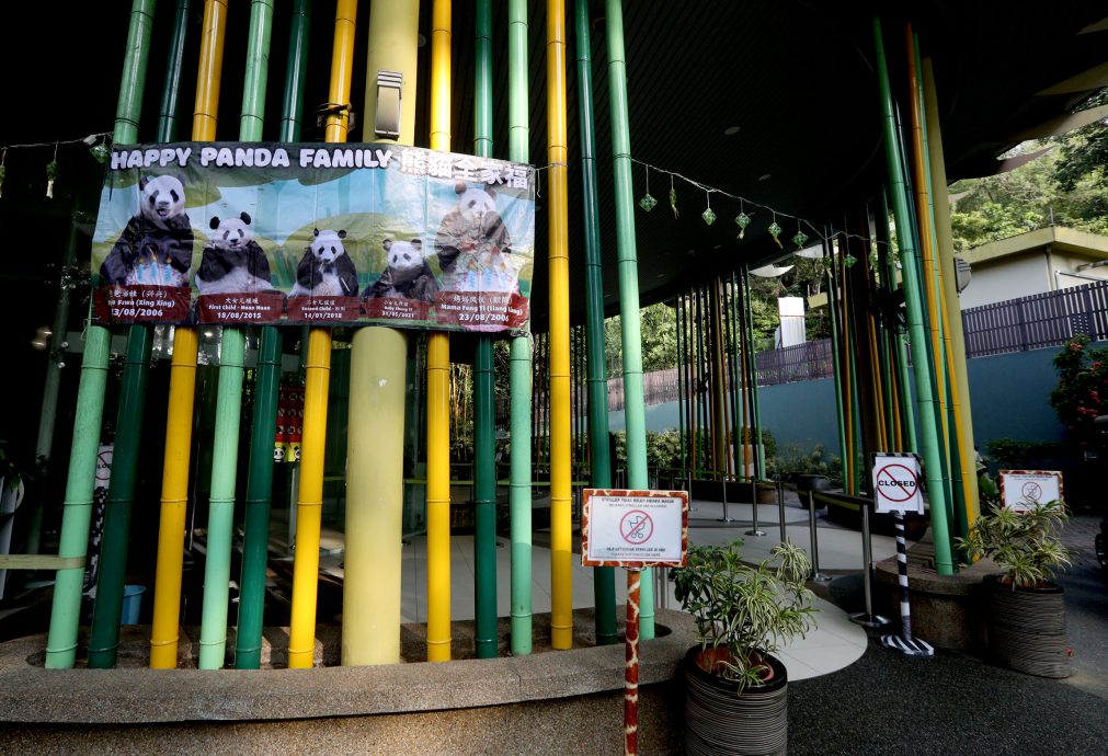 【完整】大熊貓生日：興興靚靚動物園辦生日會