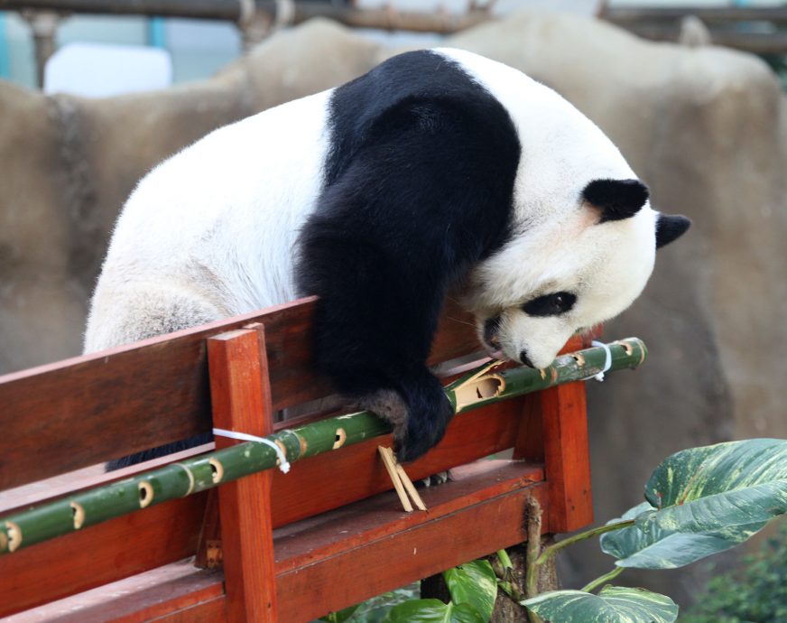 【完整】大熊貓生日：興興靚靚動物園辦生日會