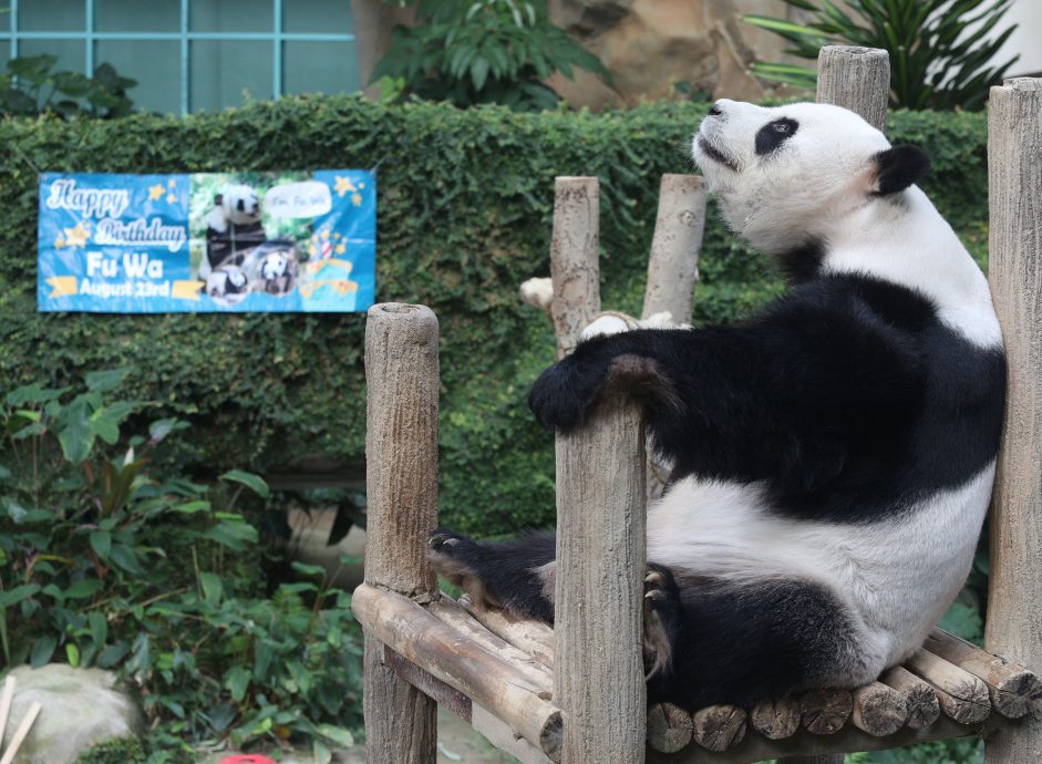 【完整】大熊貓生日：興興靚靚動物園辦生日會