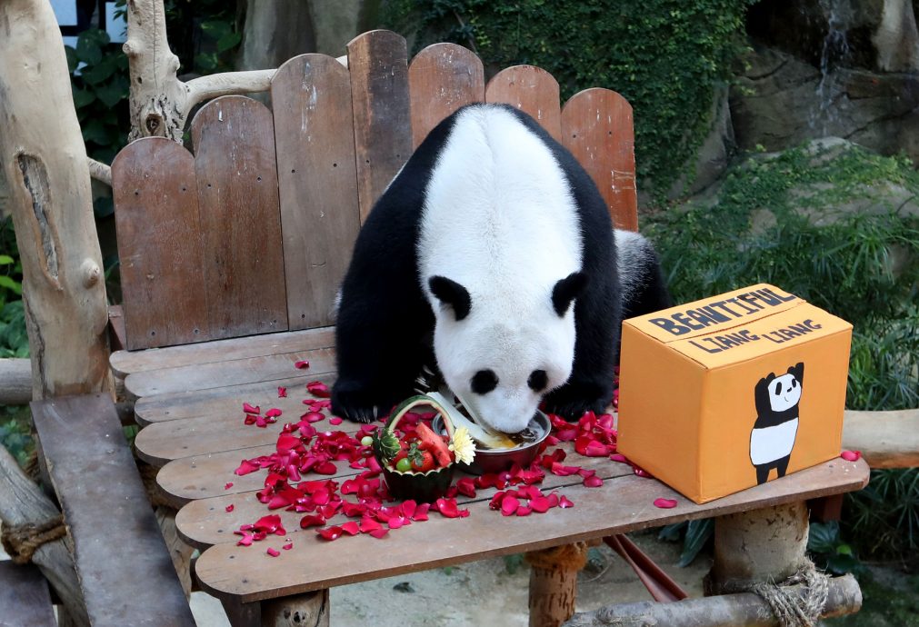 【完整】大熊貓生日：興興靚靚動物園辦生日會