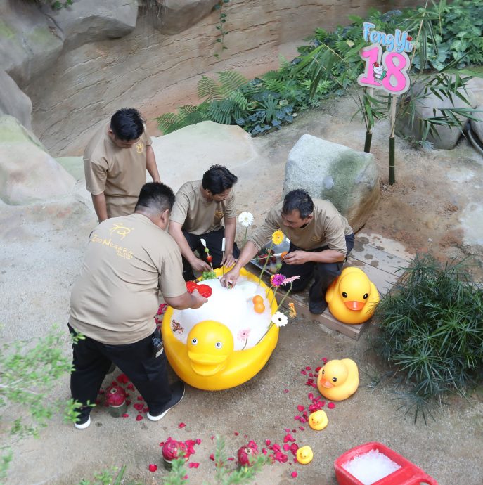 【完整】大熊貓生日：興興靚靚動物園辦生日會