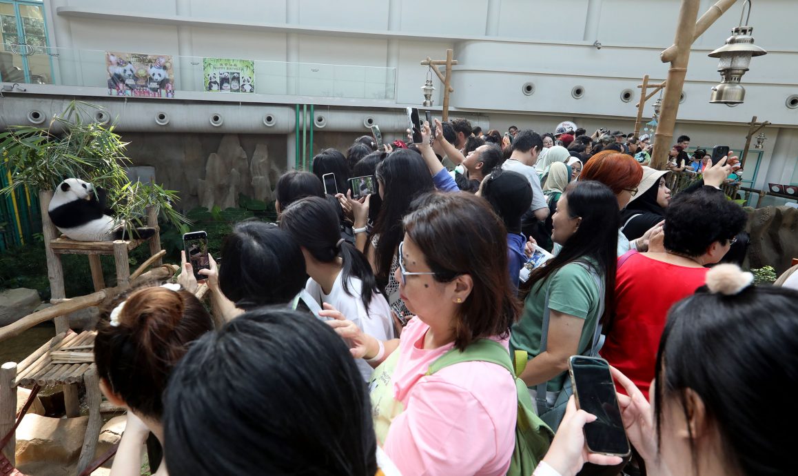 【完整】大熊貓生日：興興靚靚動物園辦生日會