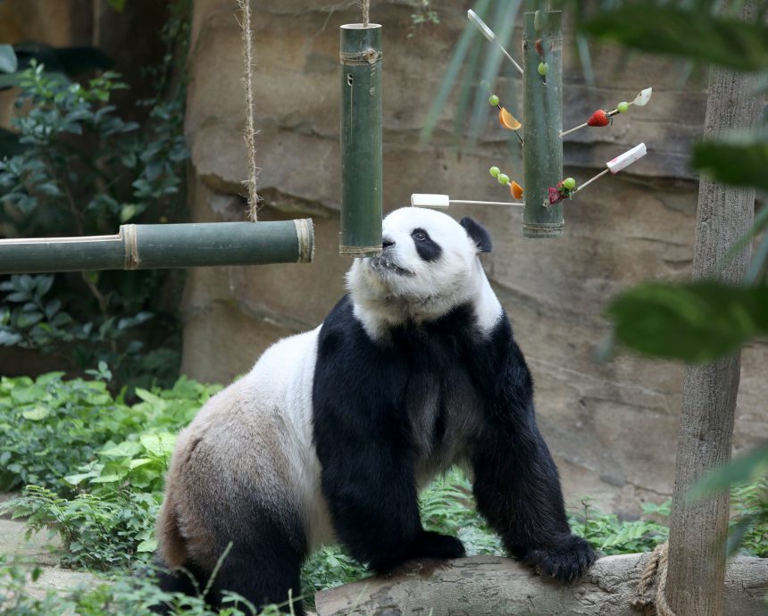 【完整】大熊貓生日：興興靚靚動物園辦生日會