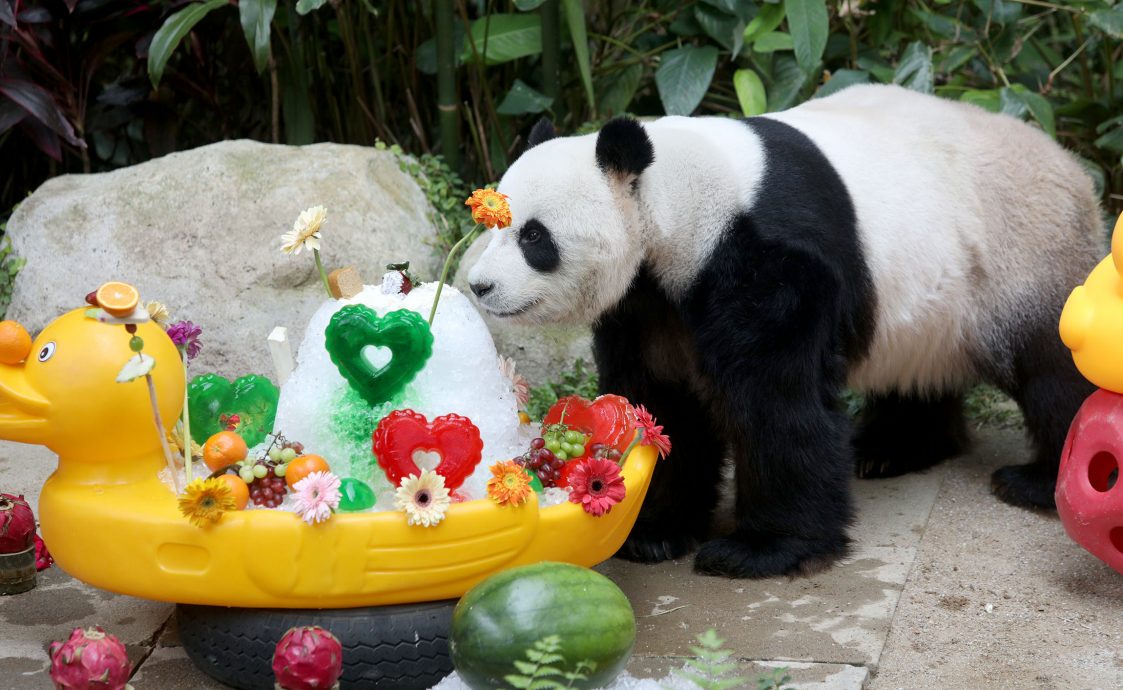 【完整】大熊貓生日：興興靚靚動物園辦生日會