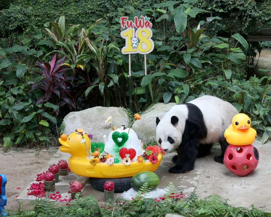 【完整】大熊貓生日：興興靚靚動物園辦生日會