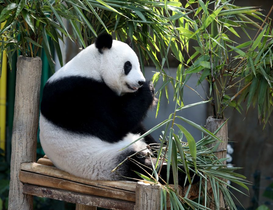 【完整】大熊貓生日：興興靚靚動物園辦生日會