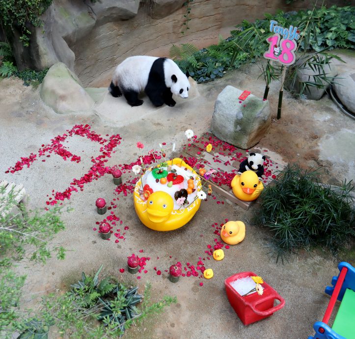 【完整】大熊貓生日：興興靚靚動物園辦生日會